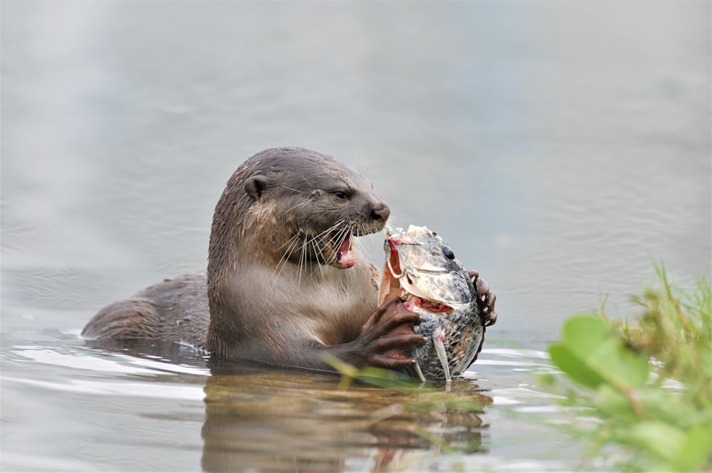 sea lion on water during daytime