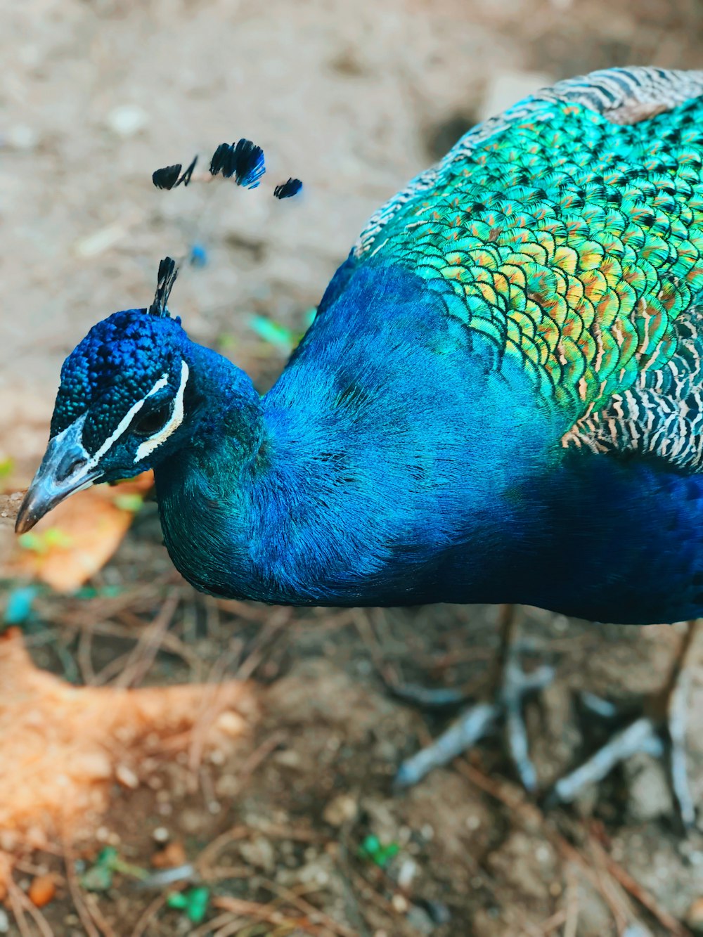 blue peacock on brown grass during daytime