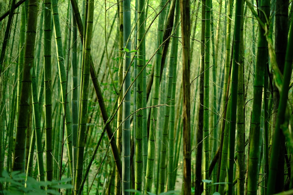 árvore de bambu verde durante o dia