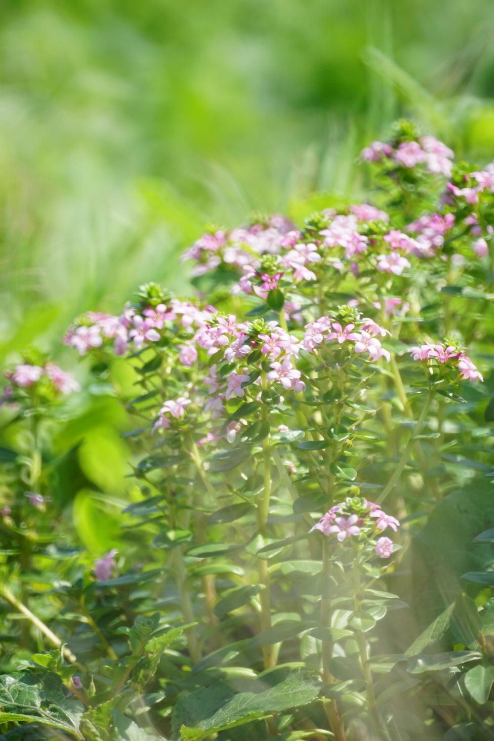 purple flowers in tilt shift lens