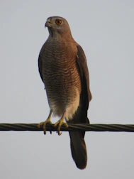 An advanced bird executing continuous chain movements across multiple perches.