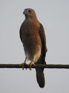 An advanced bird executing continuous chain movements across multiple perches.