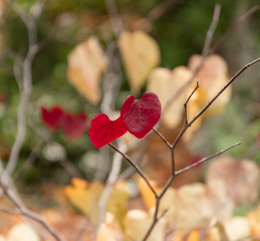 red flower in tilt shift lens