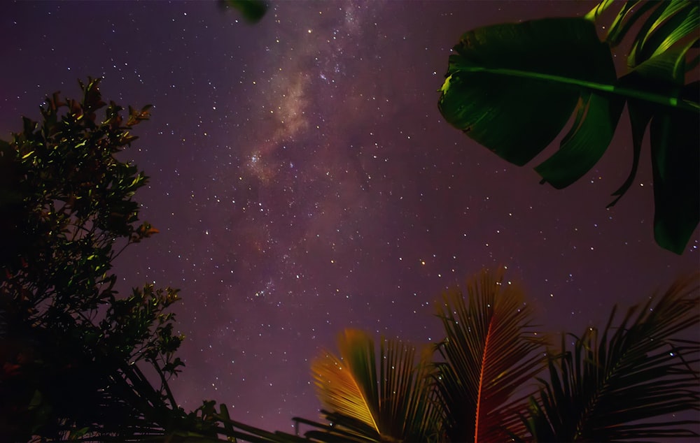 green coconut tree under starry night