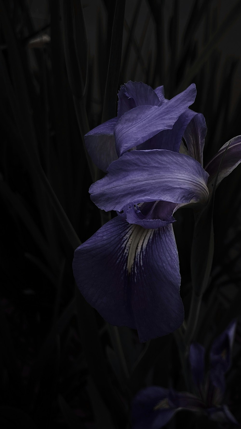 purple crocus in bloom close up photo