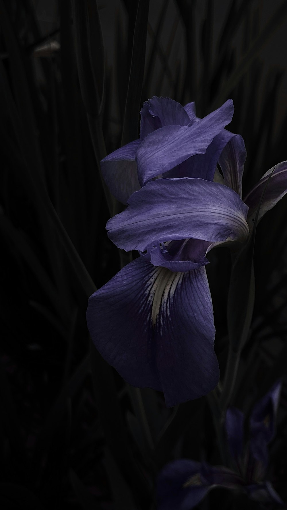 croco viola in fiore foto ravvicinata