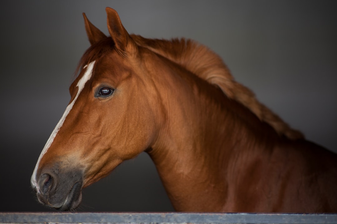 brown horse in close up photography