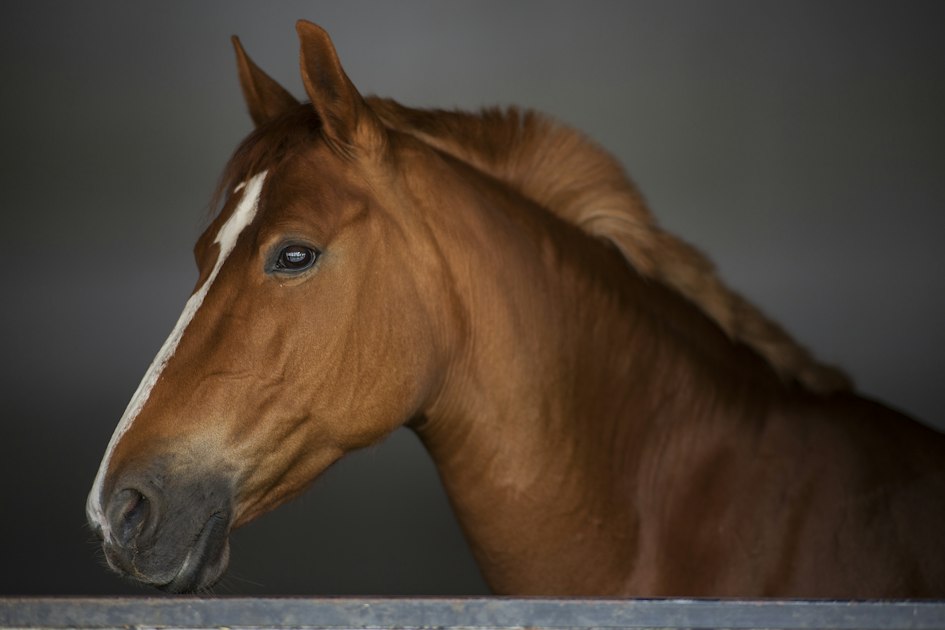 How to Sell a Horse: Pricing, Ads, Showings and Payment