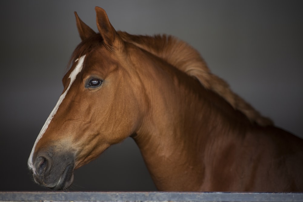 brown horse in close up photography