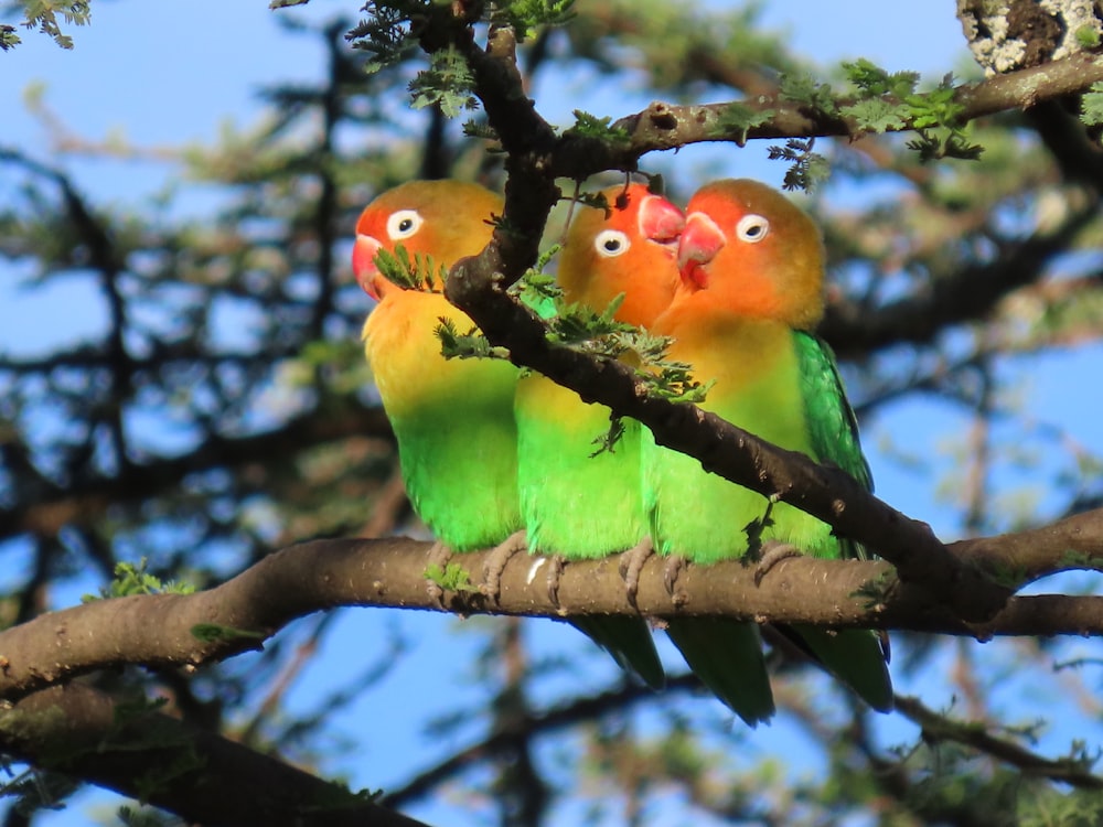 갈색 나뭇가지에 녹색 노란색과 빨간색 새