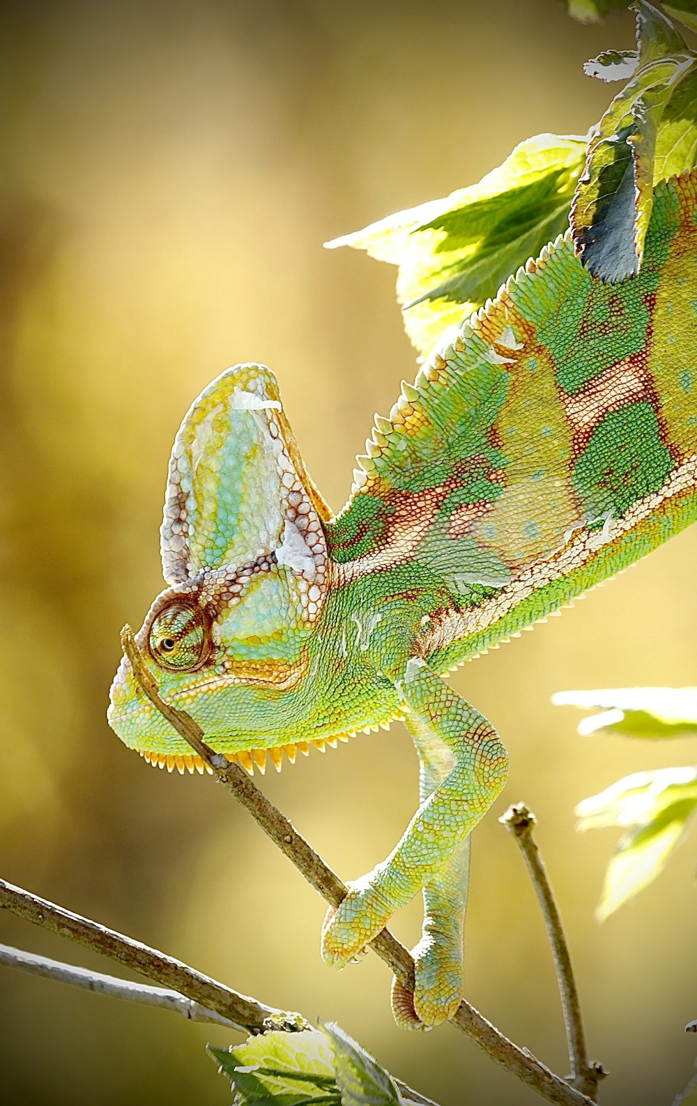 green chameleon on brown tree branch