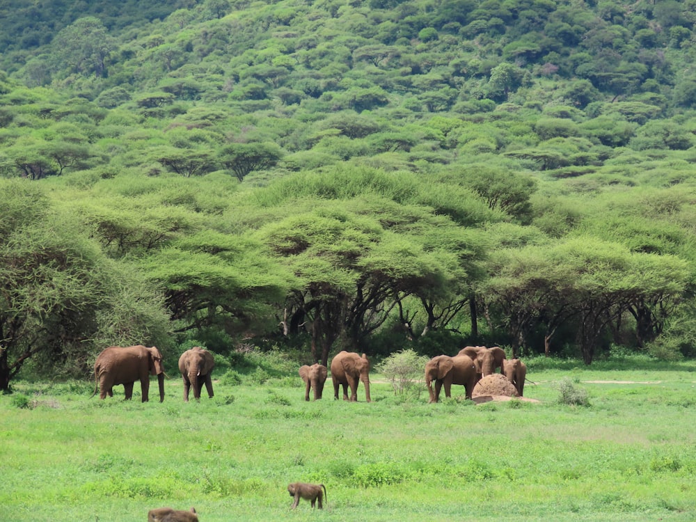 troupeau d’éléphants sur un champ d’herbe verte pendant la journée