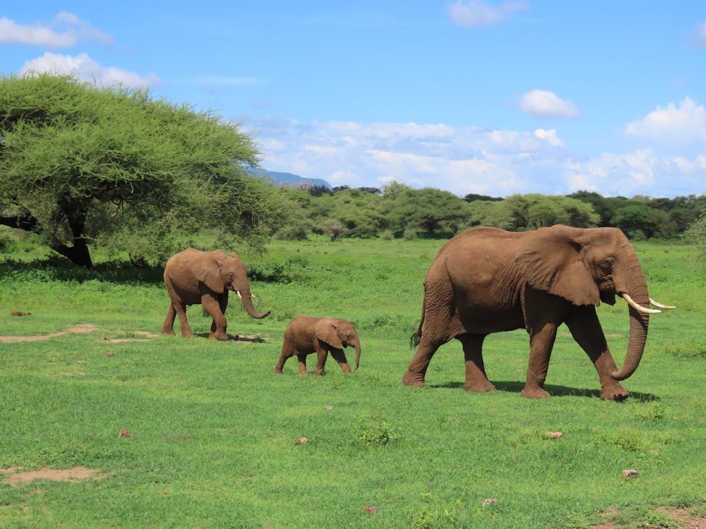 Elefantes marrones en un campo de hierba verde durante el día