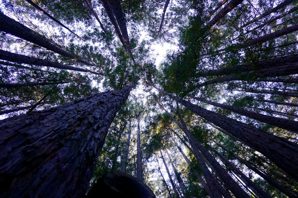 낮 동안 녹색 잎 나무의 로우 앵글 사진