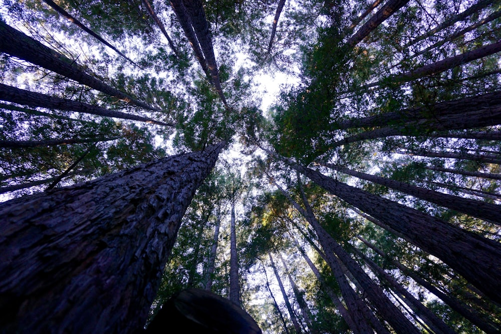 low angle photography of green leaf trees during daytime