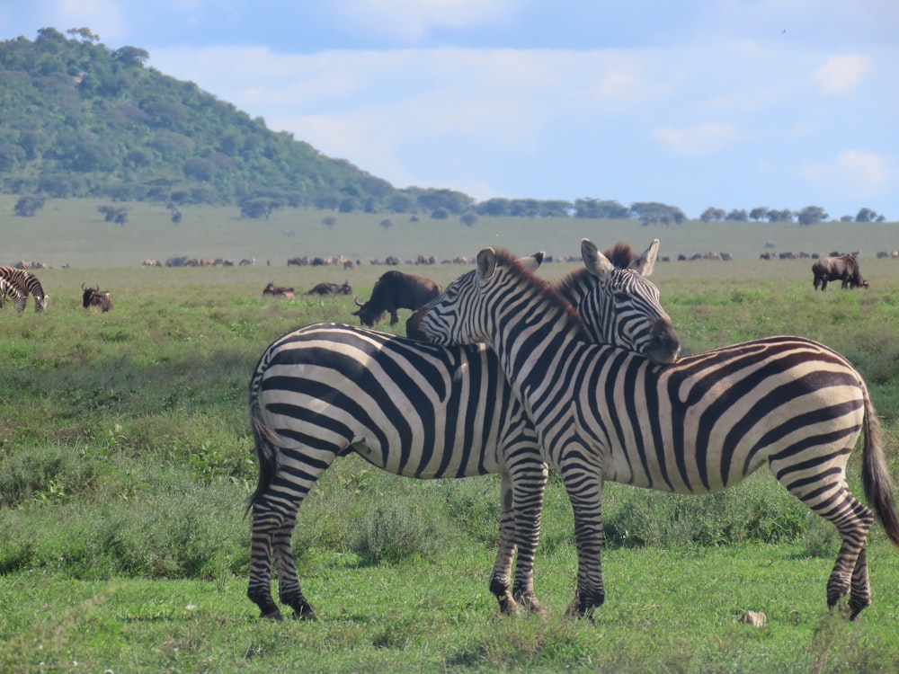 zebra standing on green grass field during daytime