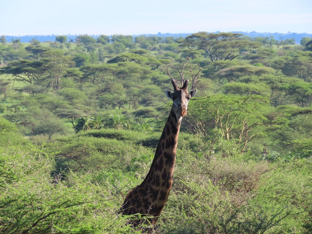 giraffe standing on green grass field during daytime