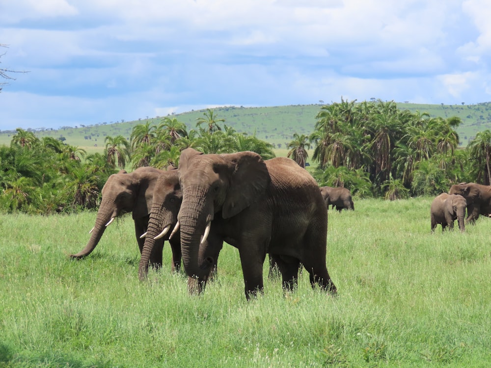 three brown elephants on green grass field during daytime