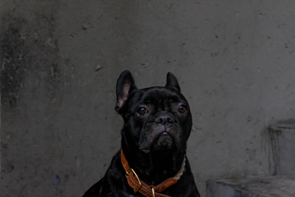 black pug with orange collar