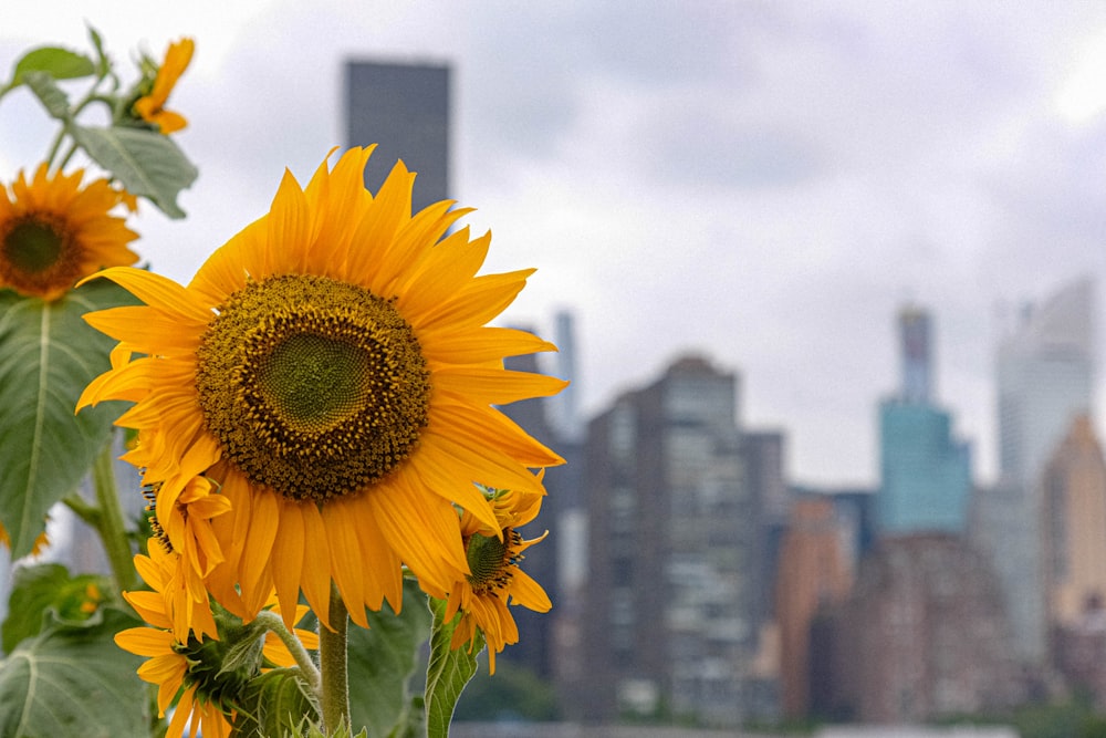sunflower in front of city buildings during daytime
