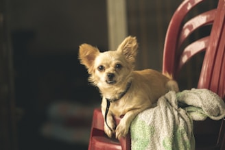 A small, light brown dog with fluffy ears is resting on a burgundy plastic chair. The dog is accompanied by a draped towel partially covering the chair. The background is dimly lit, creating a cozy atmosphere.