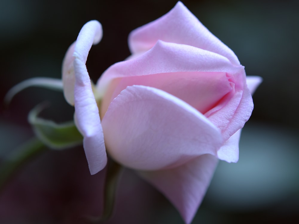 pink rose in bloom during daytime