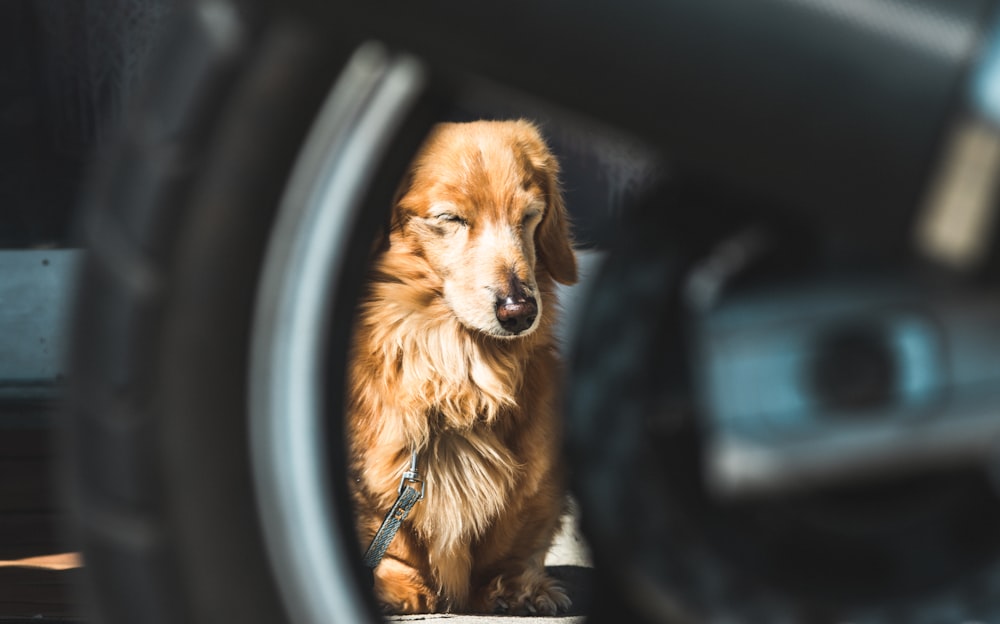 golden retriever in car during daytime