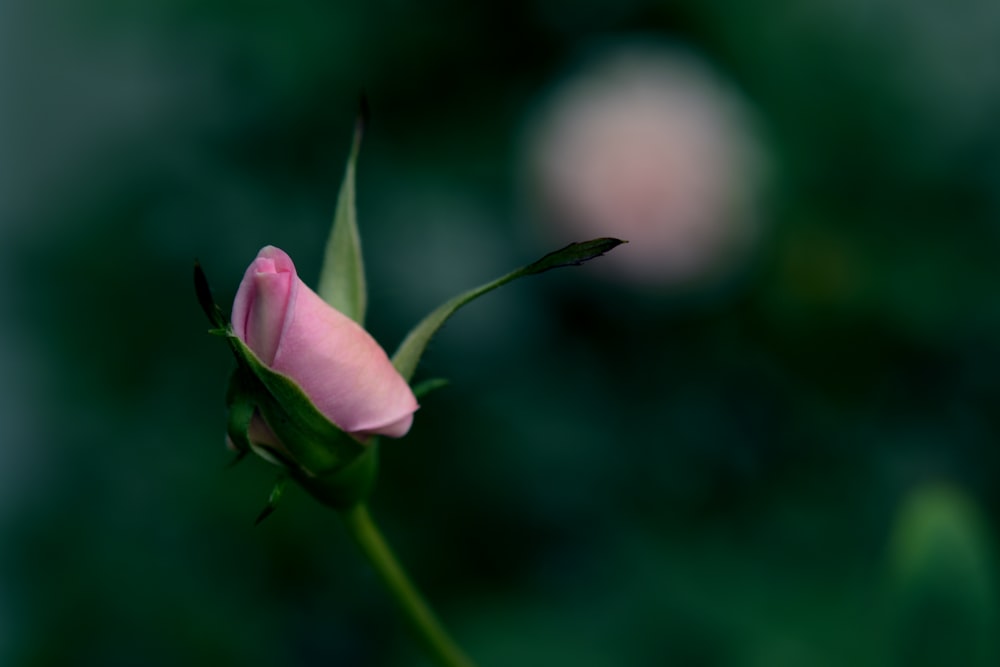 purple flower in tilt shift lens