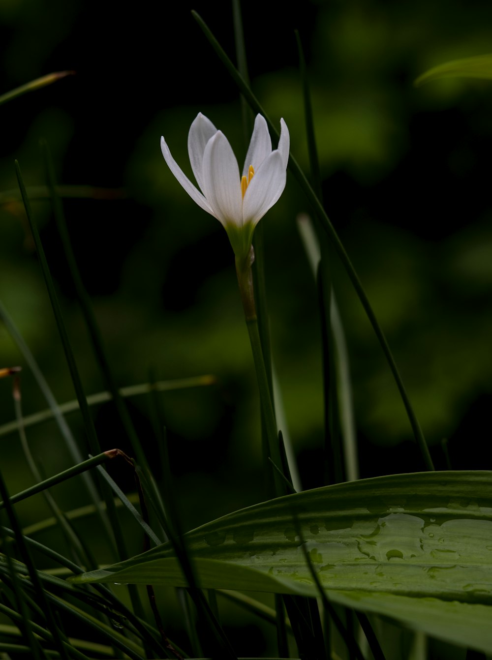 white flower in tilt shift lens