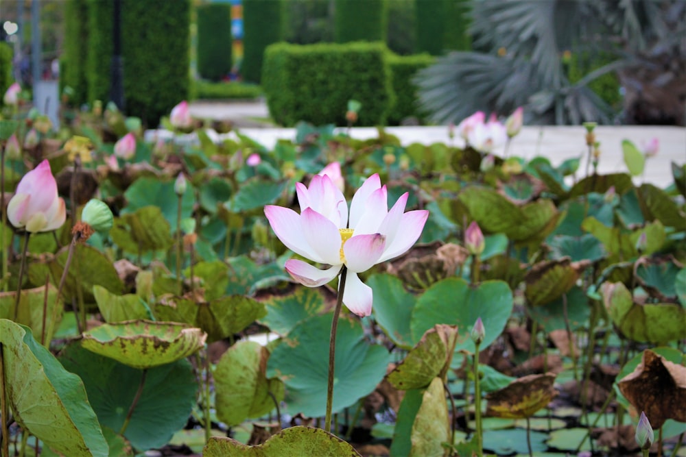 pink lotus flower in bloom during daytime