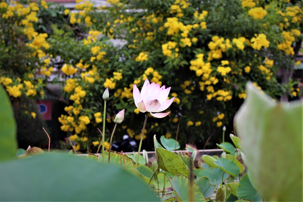 white and purple flower in bloom during daytime