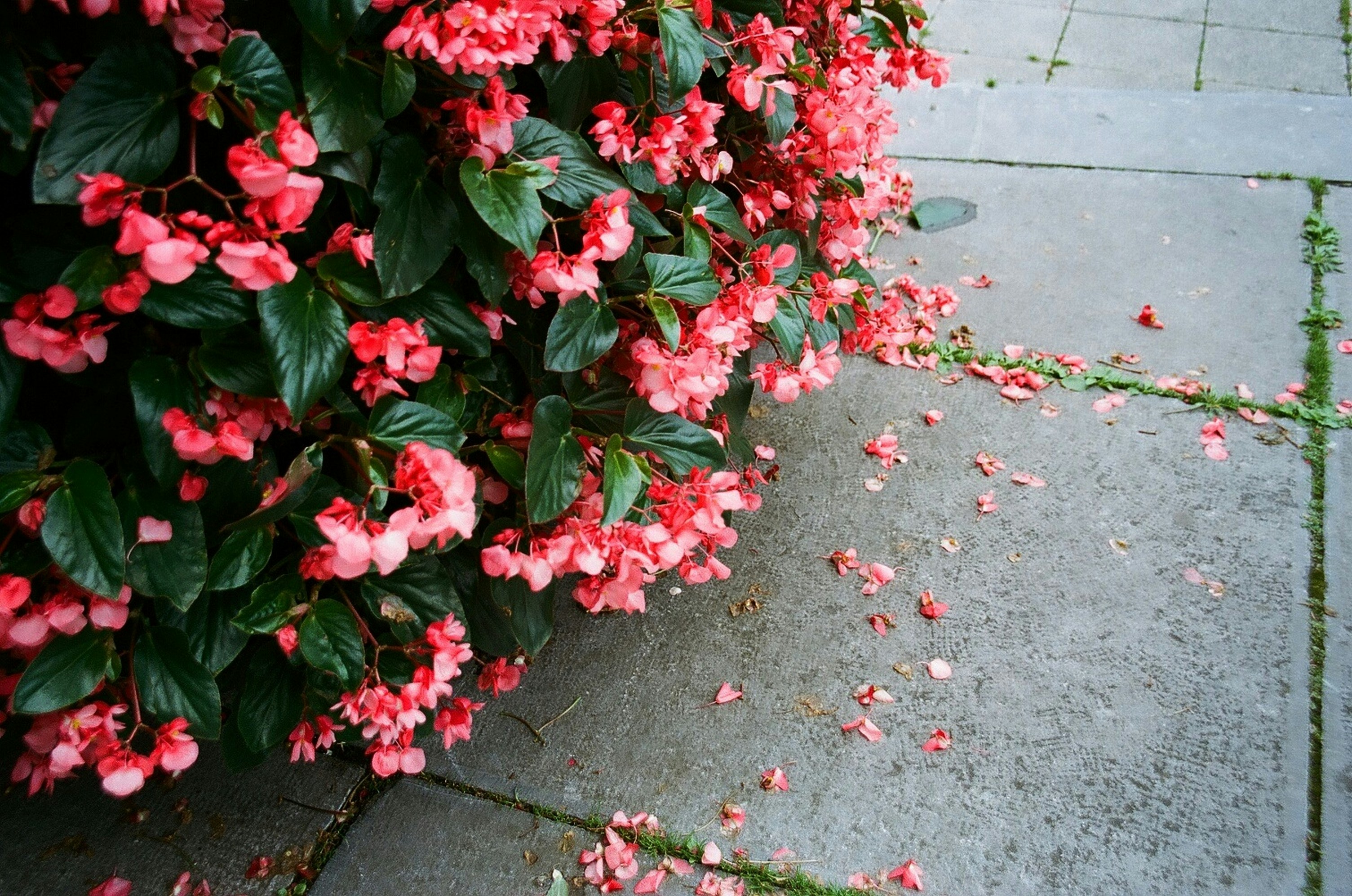 Flower Concrete Pictures | Download Free Images on Unsplash