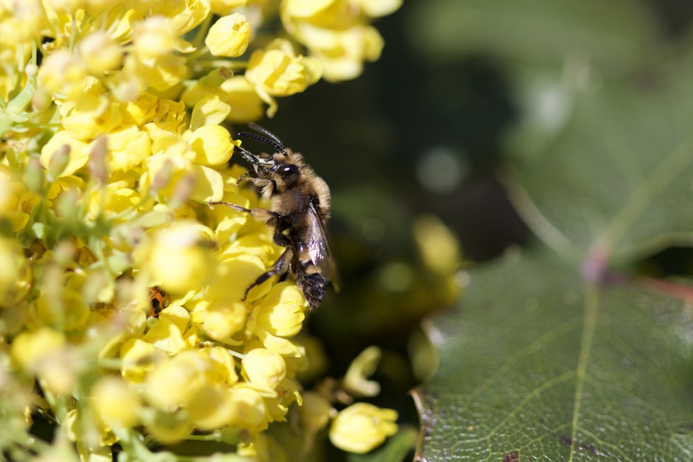 black and brown bee on yellow flower