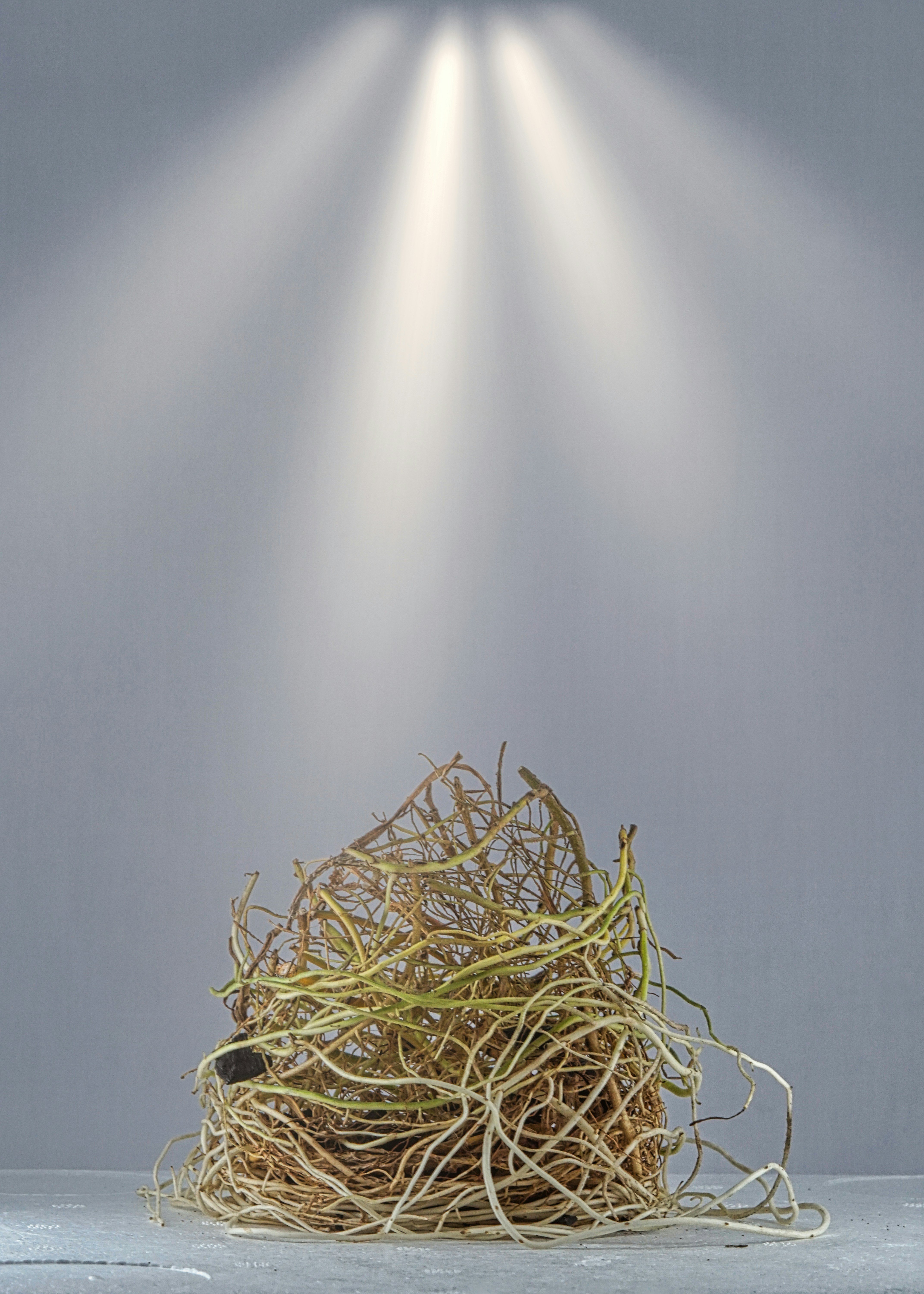 Pure Bird's Nest