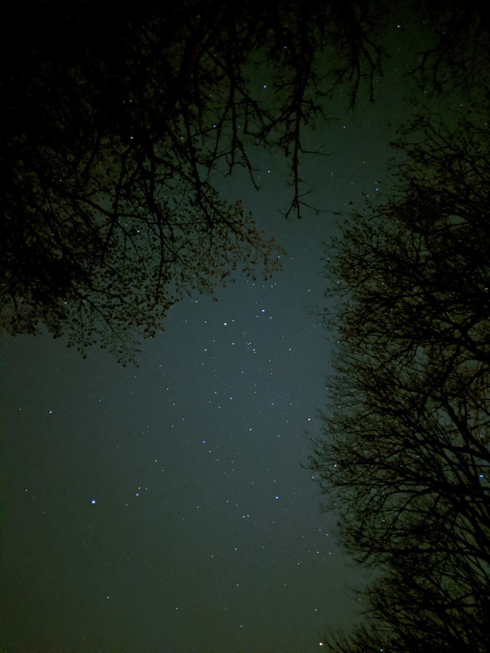 grüne Bäume unter weißem Himmel während der Nacht