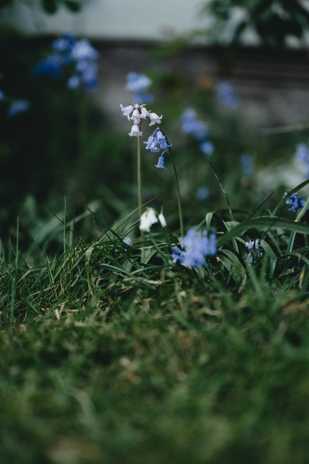 white and blue flowers on green grass
