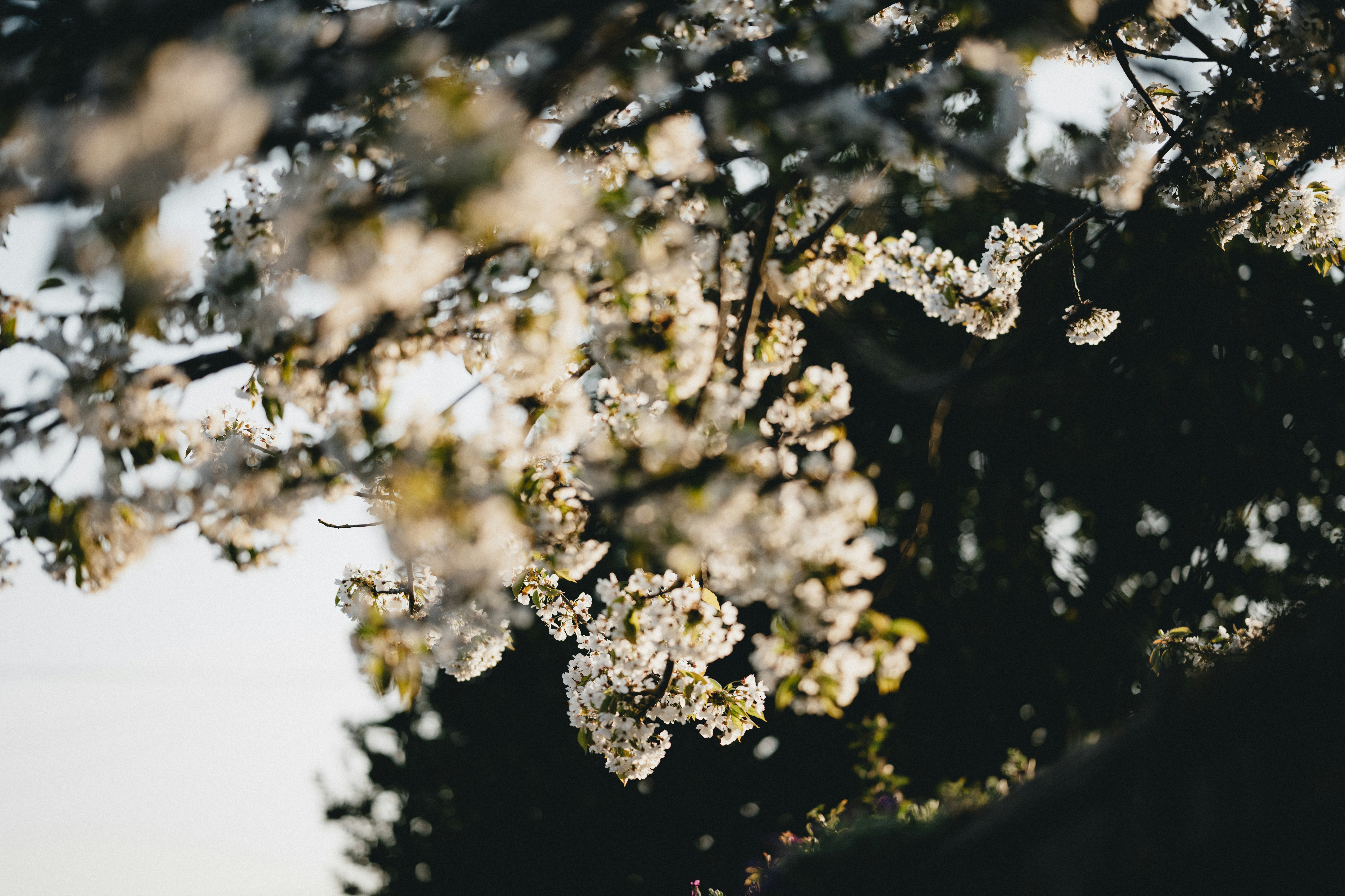 Photo by anniespratt