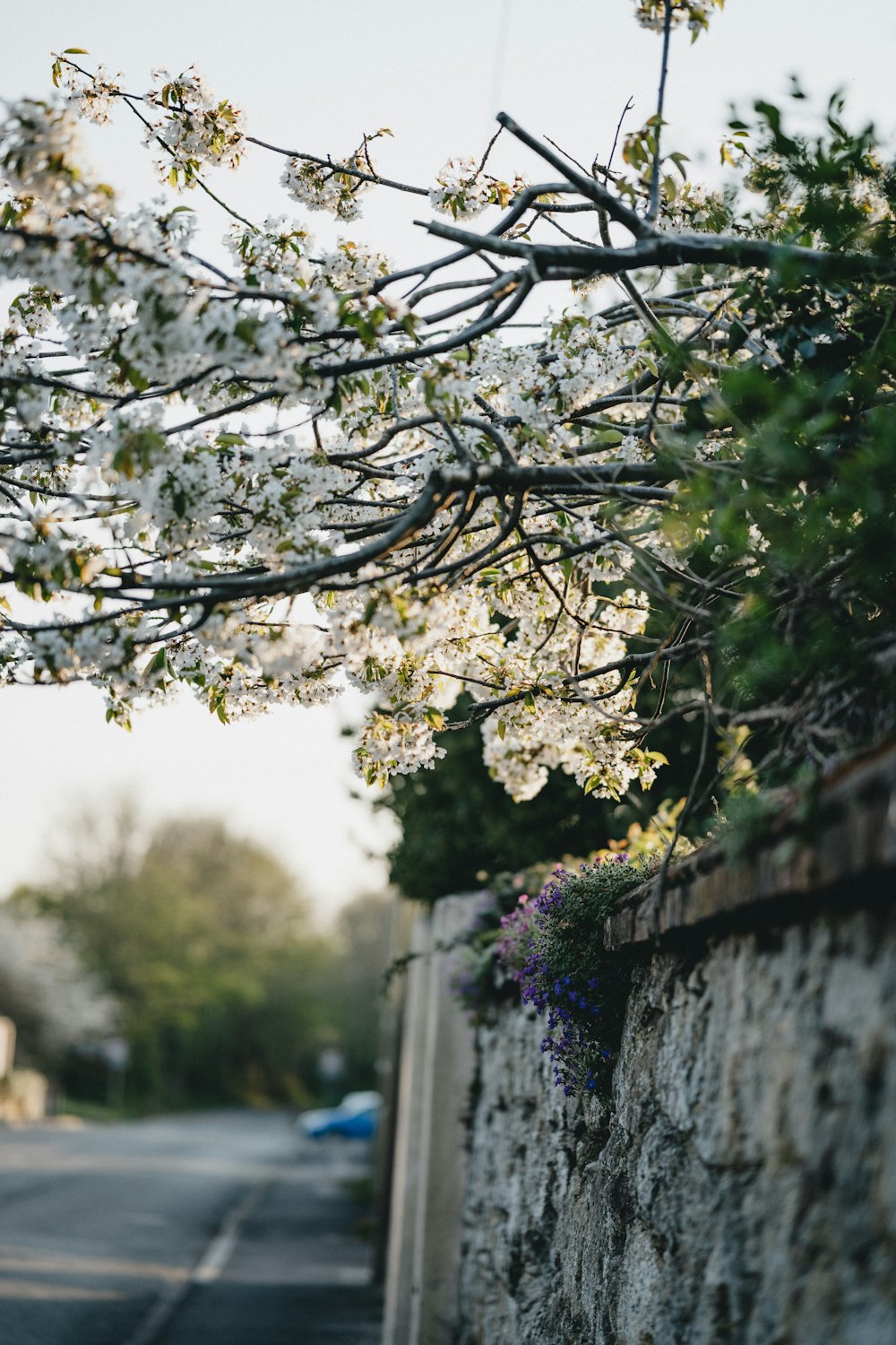 white and green leaf tree during daytime