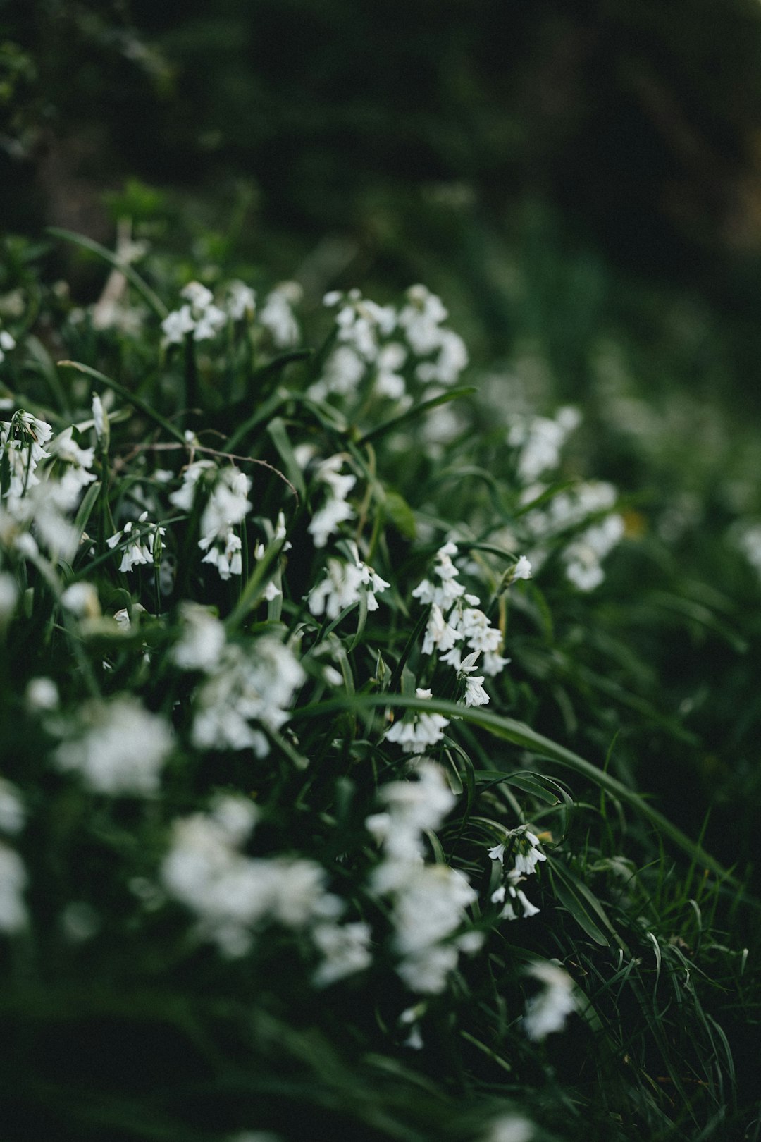 white flowers in tilt shift lens