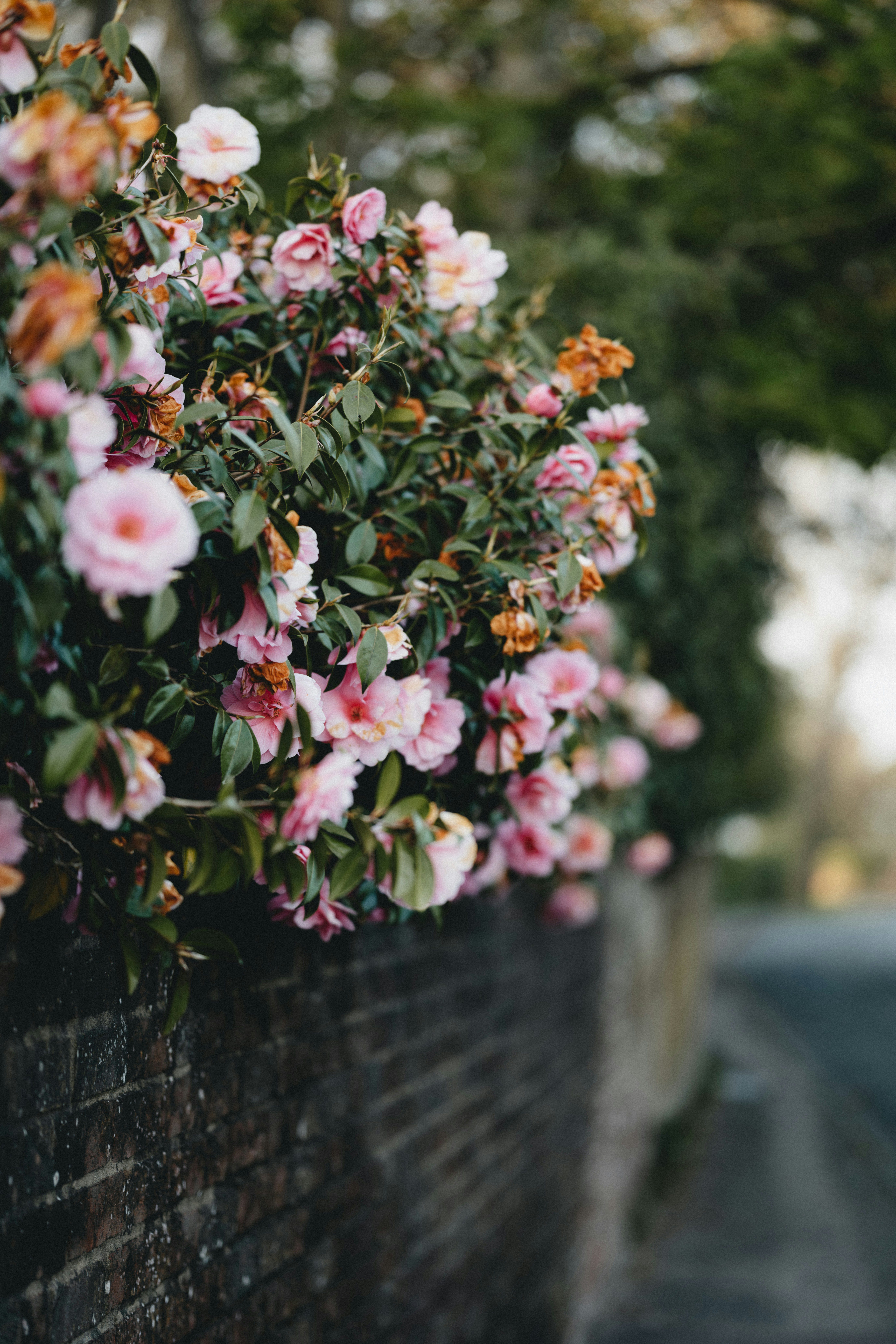 Photo by anniespratt