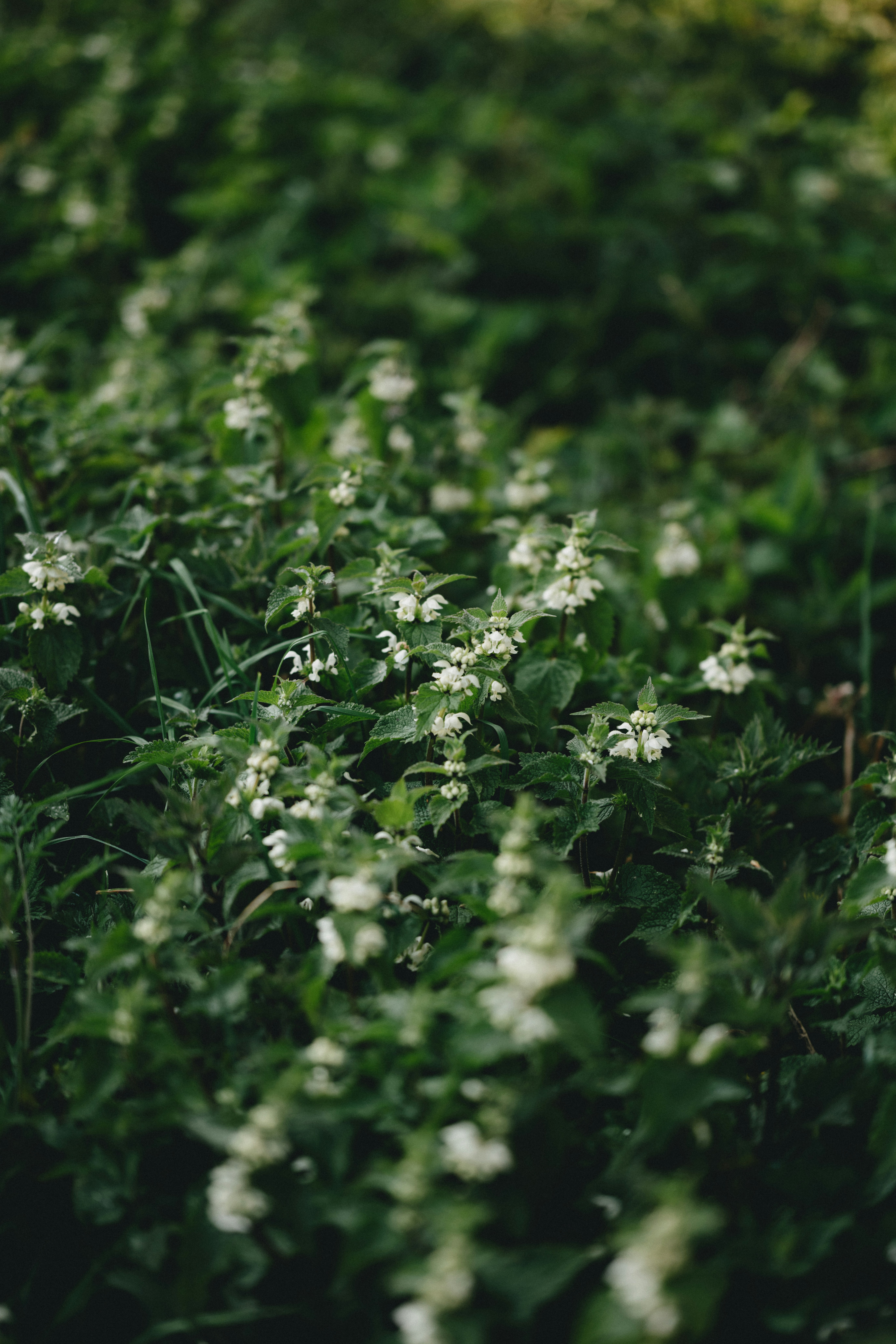 Photo by anniespratt