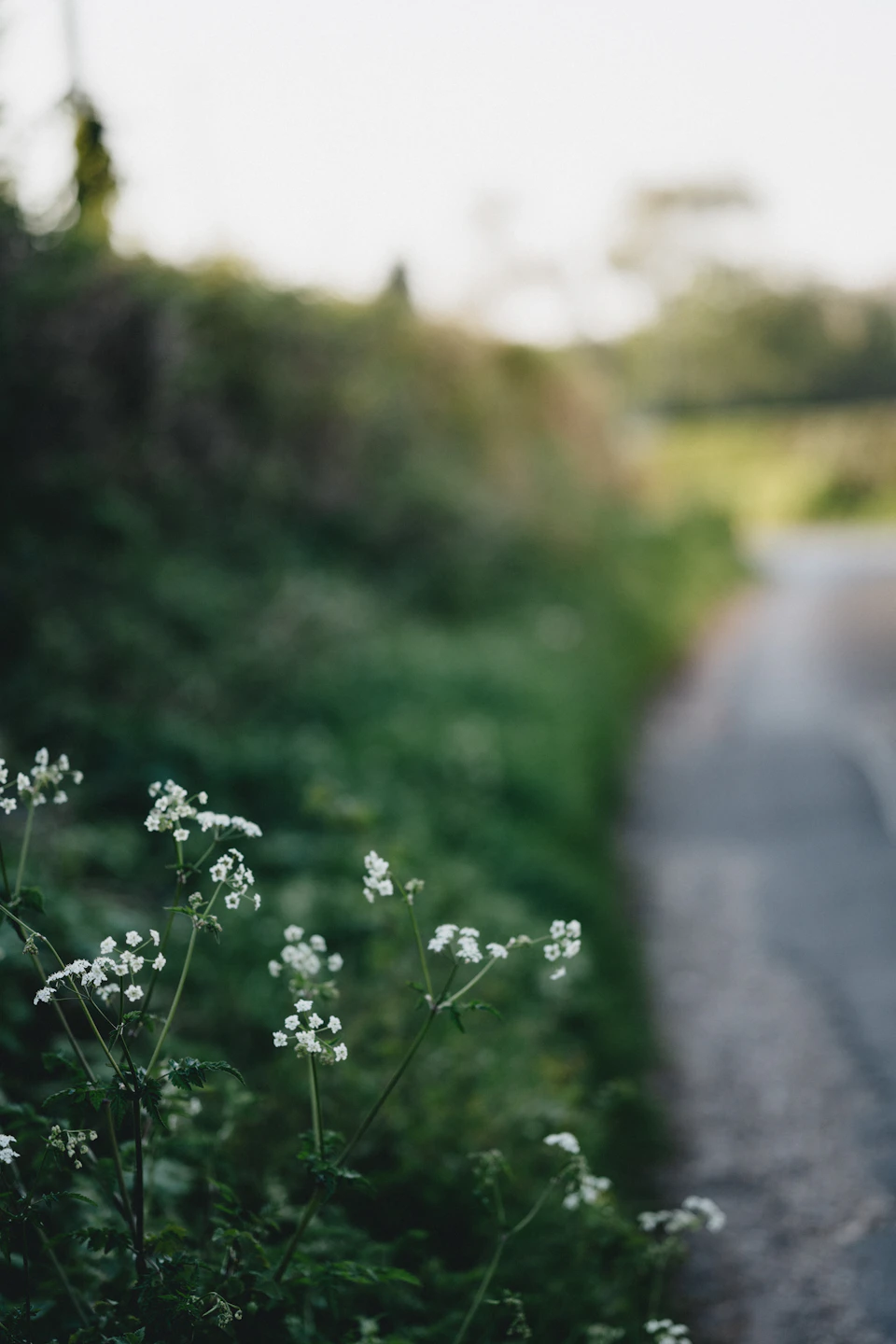 The image depicts a serene rural scene with a winding dirt road cutting through lush greenery on both sides. The road is bordered by an array of white flowers, including daisies and wildflowers, adding a touch of nature's beauty to the landscape. In the distance, beyond the verdant foliage, there are trees that provide depth and perspective to the scene.