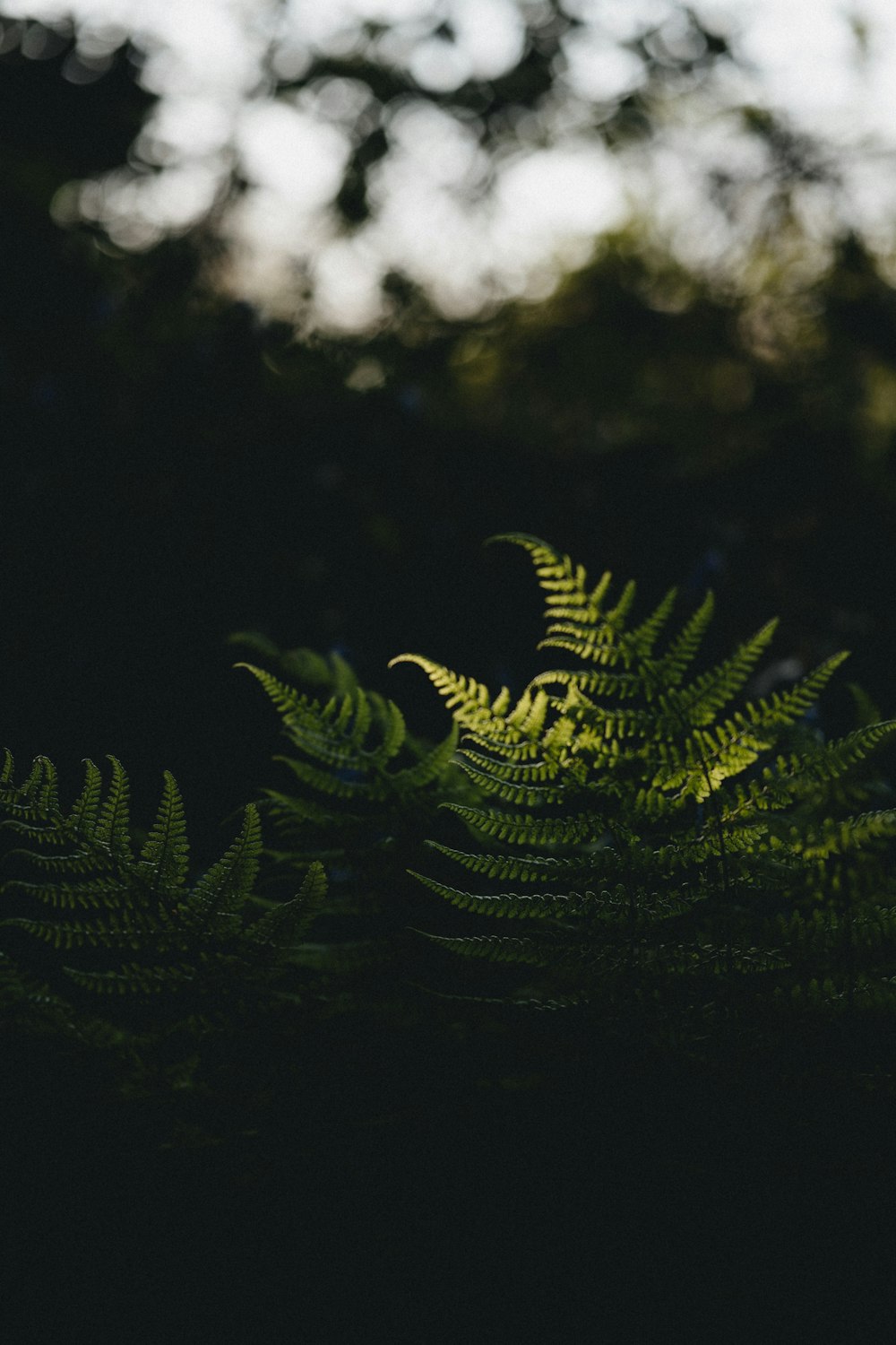 Planta de helecho verde en fotografía de primer plano