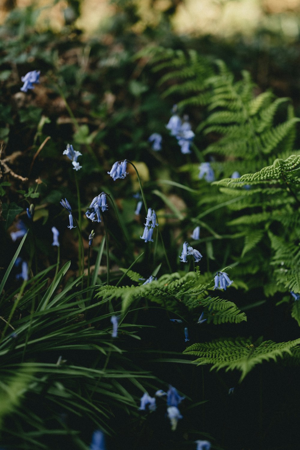 white flowers with green leaves