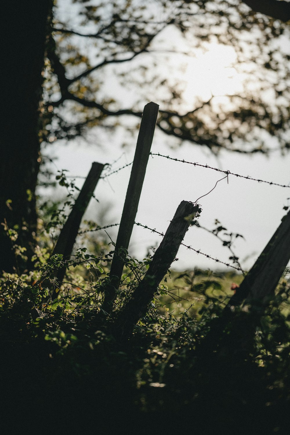 gray scale photo of barbwire