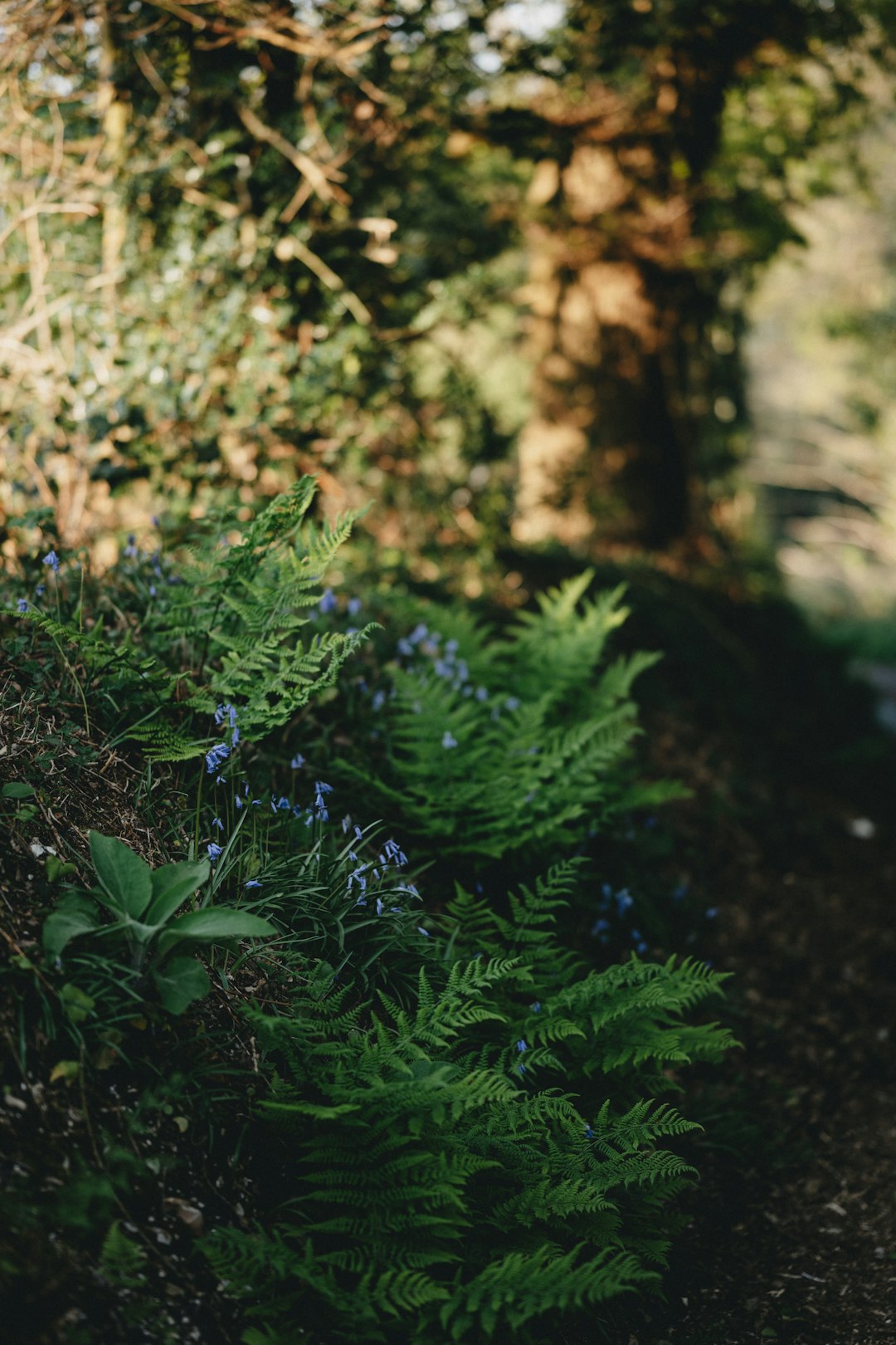 green plant in tilt shift lens