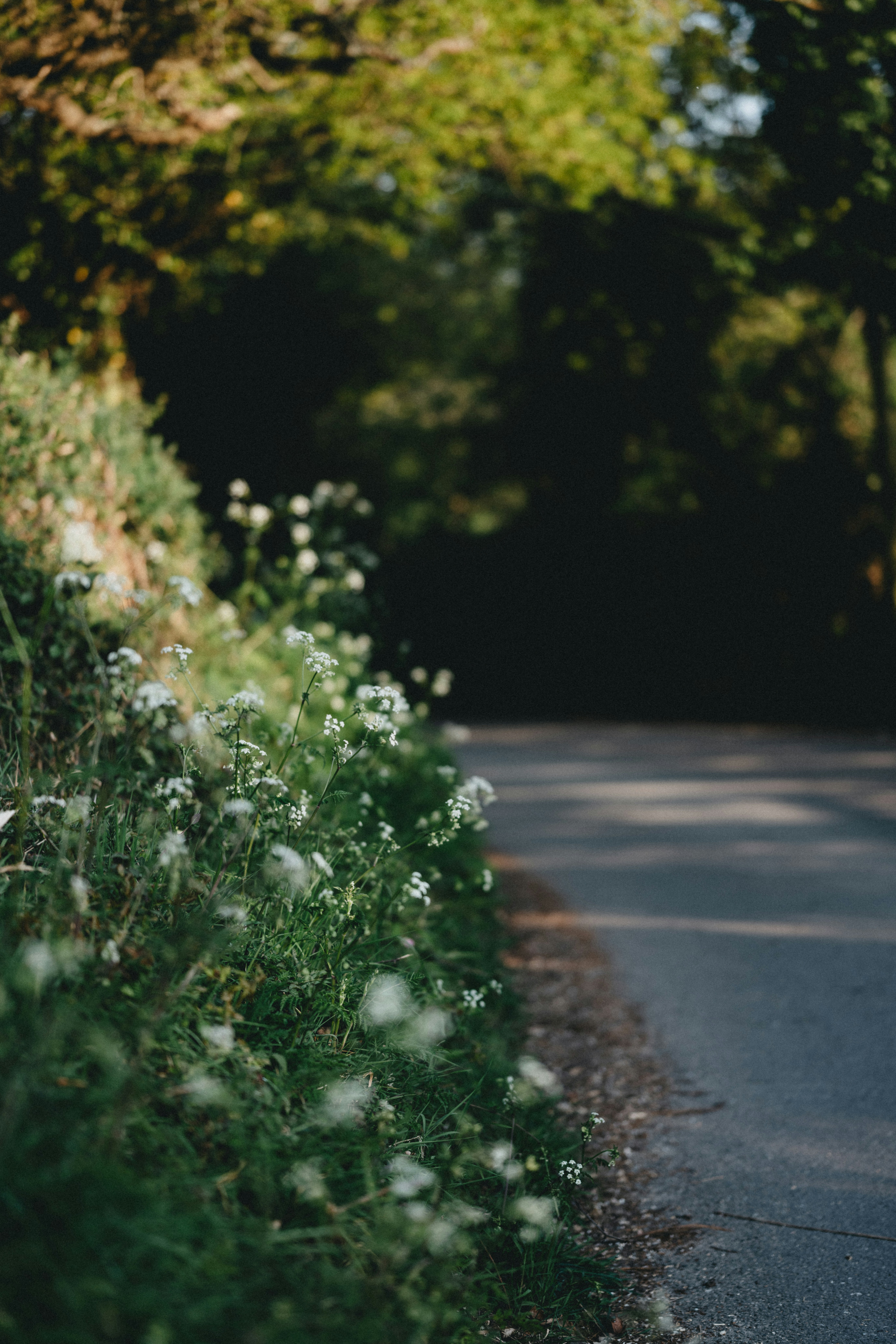 White Flowers On The Side Of The Road Photo Free Tarmac Image On Unsplash