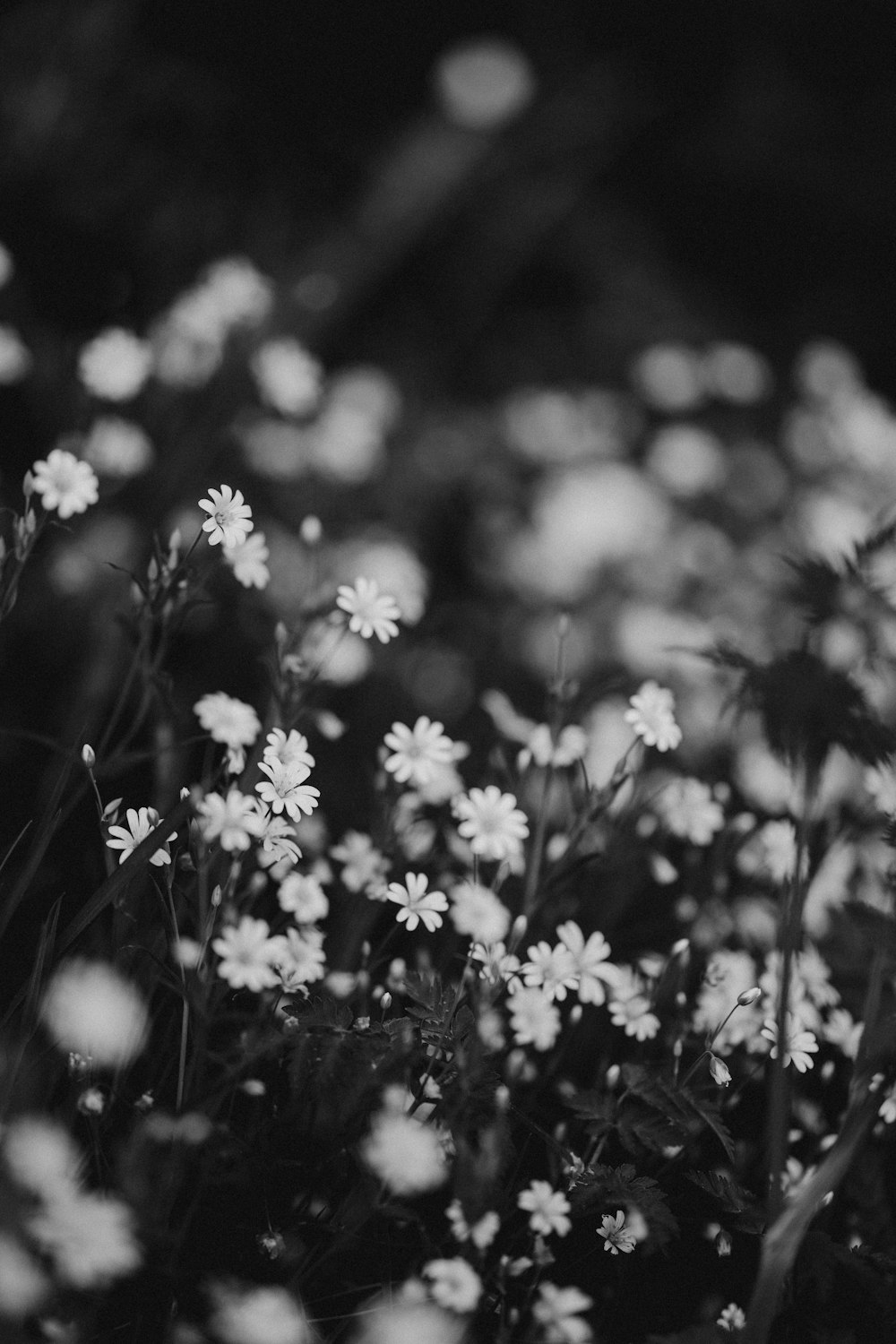 grayscale photo of white flowers