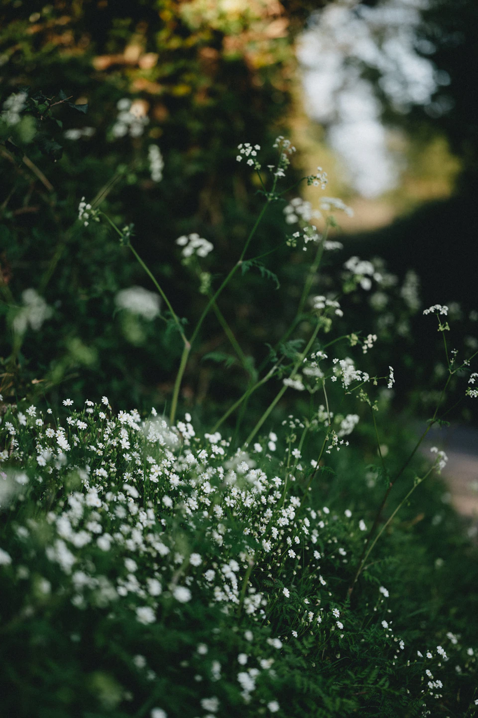The image depicts a serene garden scene with white flowers scattered throughout the foreground, their delicate petals contrasting against the lush green foliage that forms the background. The flowers are in various stages of bloom, adding depth and texture to the composition. In the distance, beyond the immediate foreground, there is a path leading towards the horizon, suggesting an inviting walkway for visitors to explore the garden's beauty.