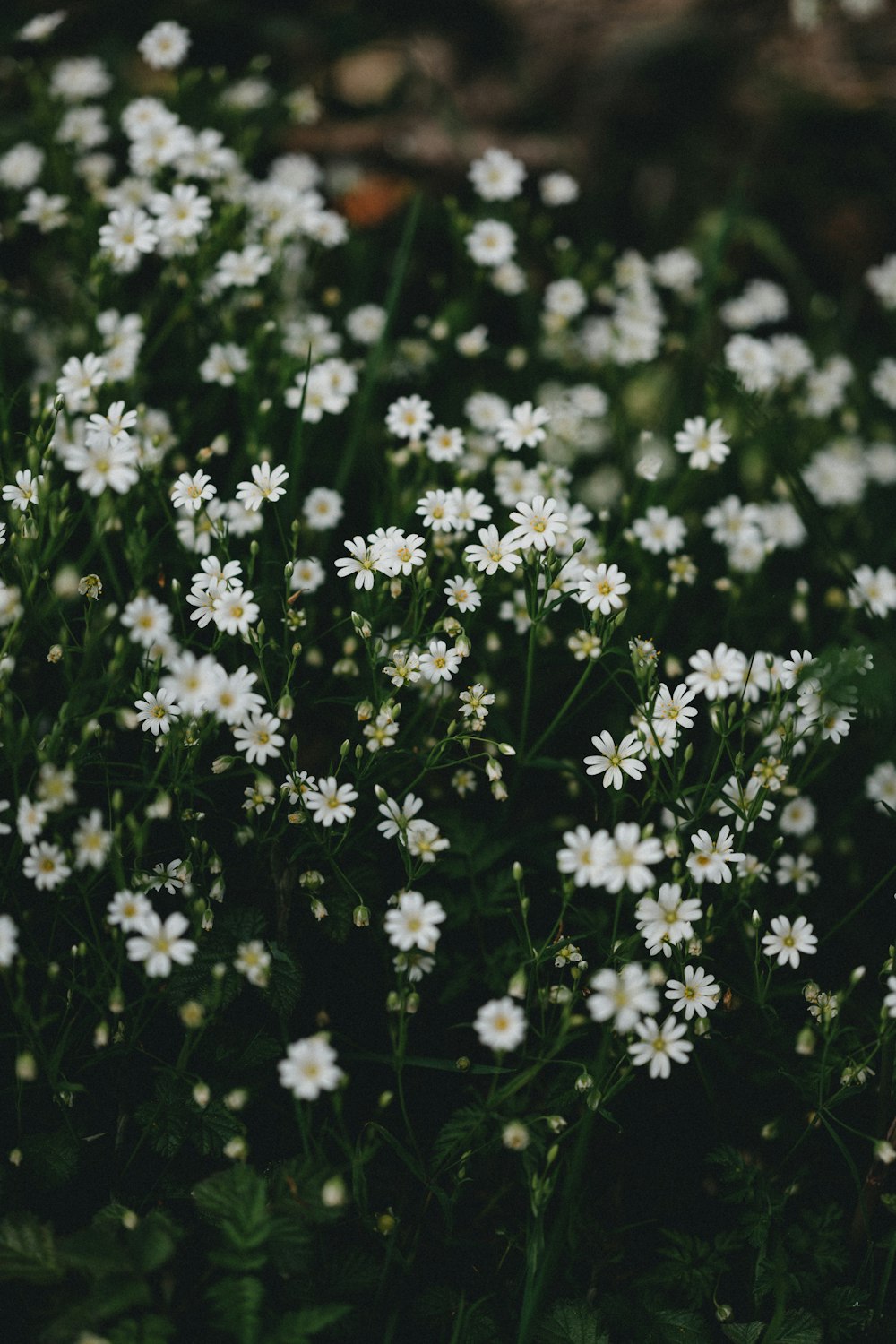 weiße Blüten mit grünen Blättern